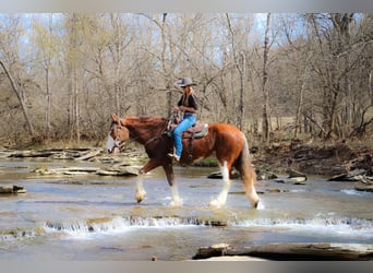 Clydesdale, Wałach, 12 lat, 173 cm, Cisawa