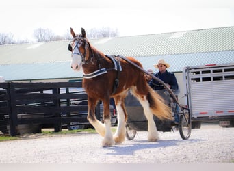 Clydesdale, Wałach, 12 lat, 173 cm, Cisawa