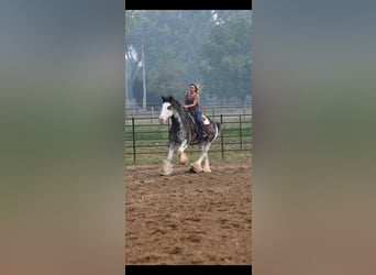 Clydesdale, Wałach, 18 lat, 183 cm, Kara