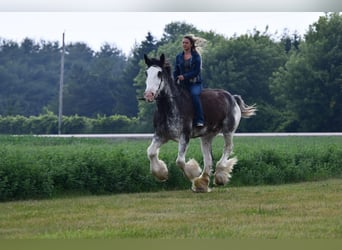 Clydesdale, Wałach, 18 lat, 183 cm, Kara