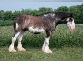 Clydesdale, Wałach, 18 lat, 183 cm, Kara