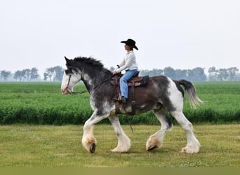 Clydesdale, Wałach, 18 lat, 183 cm, Kara