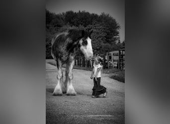 Clydesdale, Wałach, 18 lat, 183 cm, Kara