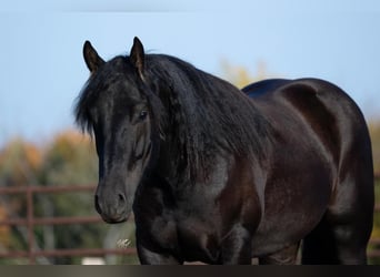 Clydesdale Mix, Wałach, 2 lat, 160 cm, Kara