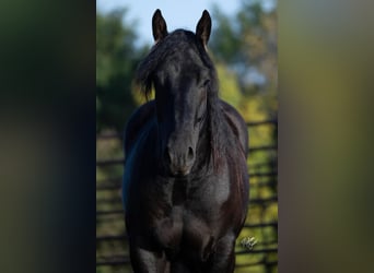 Clydesdale Mix, Wałach, 2 lat, 160 cm, Kara