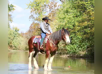 Clydesdale, Wałach, 3 lat, 163 cm, Gniadodereszowata