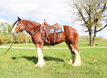 Clydesdale, Wałach, 3 lat, 163 cm, Gniadodereszowata