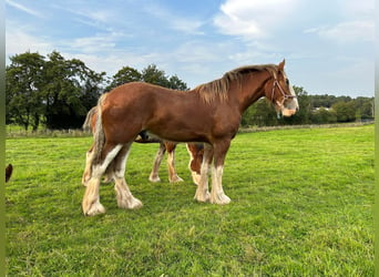 Clydesdale, Wałach, 3 lat