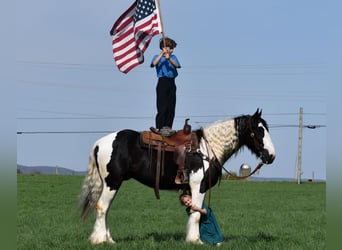 Clydesdale Mix, Wałach, 4 lat