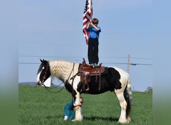 Clydesdale Mix, Wałach, 4 lat