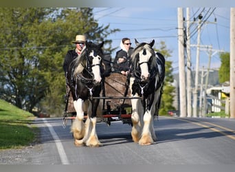 Clydesdale Mix, Wałach, 4 lat