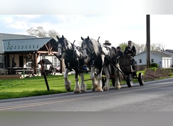 Clydesdale Mix, Wałach, 4 lat