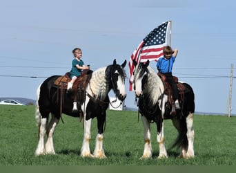 Clydesdale Mix, Wałach, 4 lat