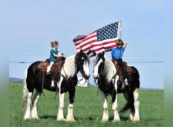 Clydesdale Mix, Wałach, 4 lat