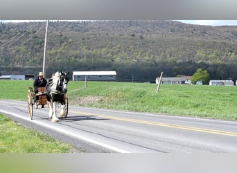 Clydesdale Mix, Wałach, 4 lat