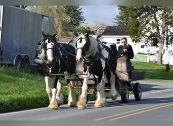 Clydesdale Mix, Wałach, 4 lat