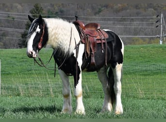 Clydesdale Mix, Wałach, 4 lat