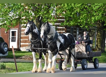 Clydesdale Mix, Wałach, 4 lat