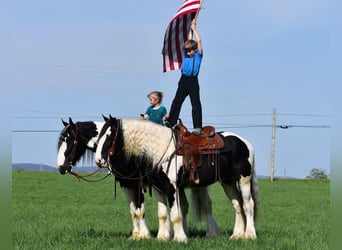Clydesdale Mix, Wałach, 4 lat