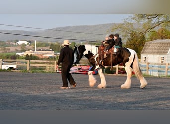 Clydesdale Mix, Wałach, 4 lat