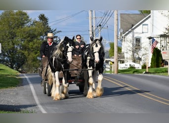 Clydesdale Mix, Wałach, 4 lat