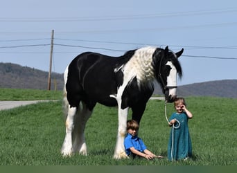 Clydesdale Mix, Wałach, 4 lat
