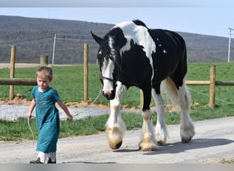 Clydesdale Mix, Wałach, 4 lat