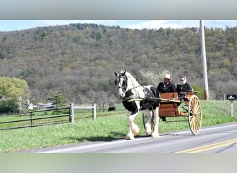 Clydesdale Mix, Wałach, 4 lat