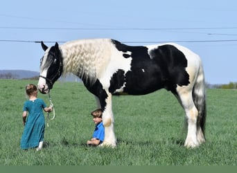 Clydesdale Mix, Wałach, 4 lat