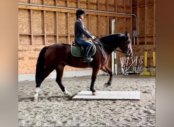Clydesdale Mix, Wałach, 5 lat, Gniada