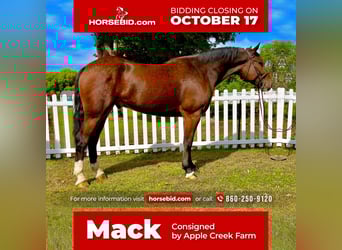 Clydesdale Mix, Wałach, 5 lat, Gniada