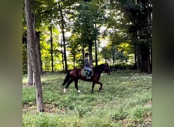 Clydesdale Mix, Wałach, 5 lat, Gniada