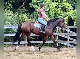 Clydesdale Mix, Wałach, 5 lat, Gniada