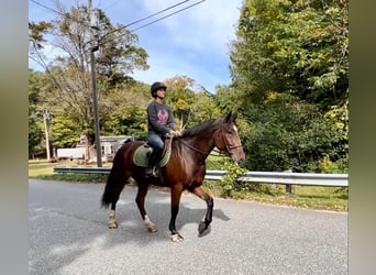 Clydesdale Mix, Wałach, 5 lat, Gniada