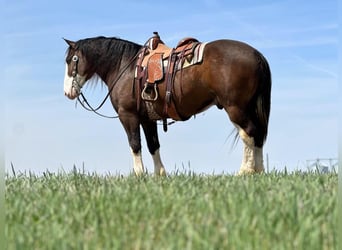 Clydesdale Mix, Wałach, 6 lat, Ciemnogniada