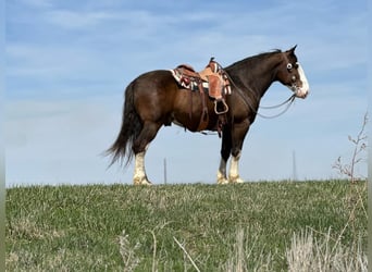 Clydesdale Mix, Wałach, 6 lat, Ciemnogniada