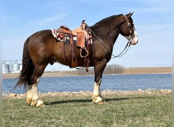 Clydesdale Mix, Wałach, 6 lat, Ciemnogniada