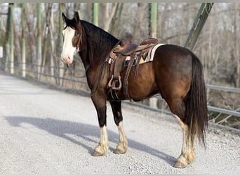 Clydesdale Mix, Wałach, 6 lat, Ciemnogniada