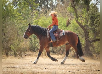 Clydesdale Mix, Wałach, 9 lat, 163 cm, Gniada
