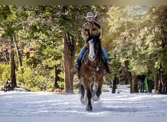 Clydesdale Mix, Wałach, 9 lat, 163 cm, Gniada
