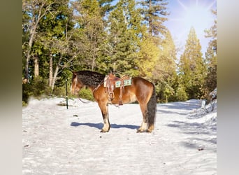 Clydesdale Mix, Wałach, 9 lat, 163 cm, Gniada