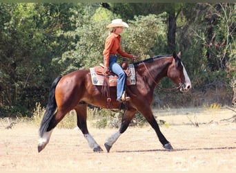 Clydesdale Mix, Wałach, 9 lat, 163 cm, Gniada