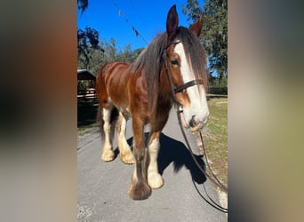Clydesdale, Wałach, 9 lat, 173 cm, Gniadodereszowata