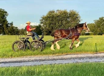 Clydesdale, Wallach, 10 Jahre, 173 cm, Roan-Bay
