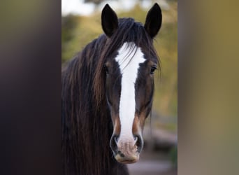 Clydesdale, Wallach, 10 Jahre, 185 cm