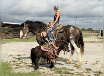 Clydesdale, Wallach, 11 Jahre, Brauner