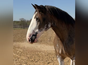 Clydesdale, Wallach, 11 Jahre, Brauner