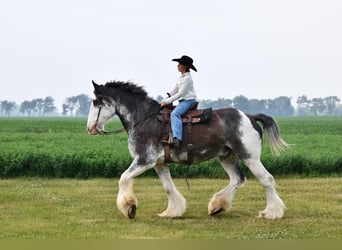 Clydesdale, Wallach, 18 Jahre, 183 cm, Rappe