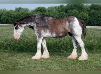 Clydesdale, Wallach, 18 Jahre, 183 cm, Rappe