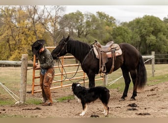 Clydesdale Mix, Wallach, 2 Jahre, 160 cm, Rappe